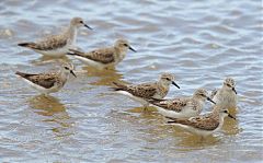 Red-necked Stint